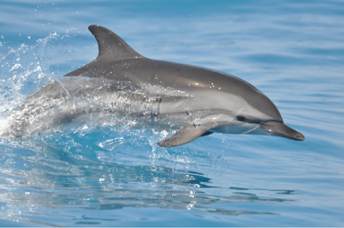 DOLPHIN